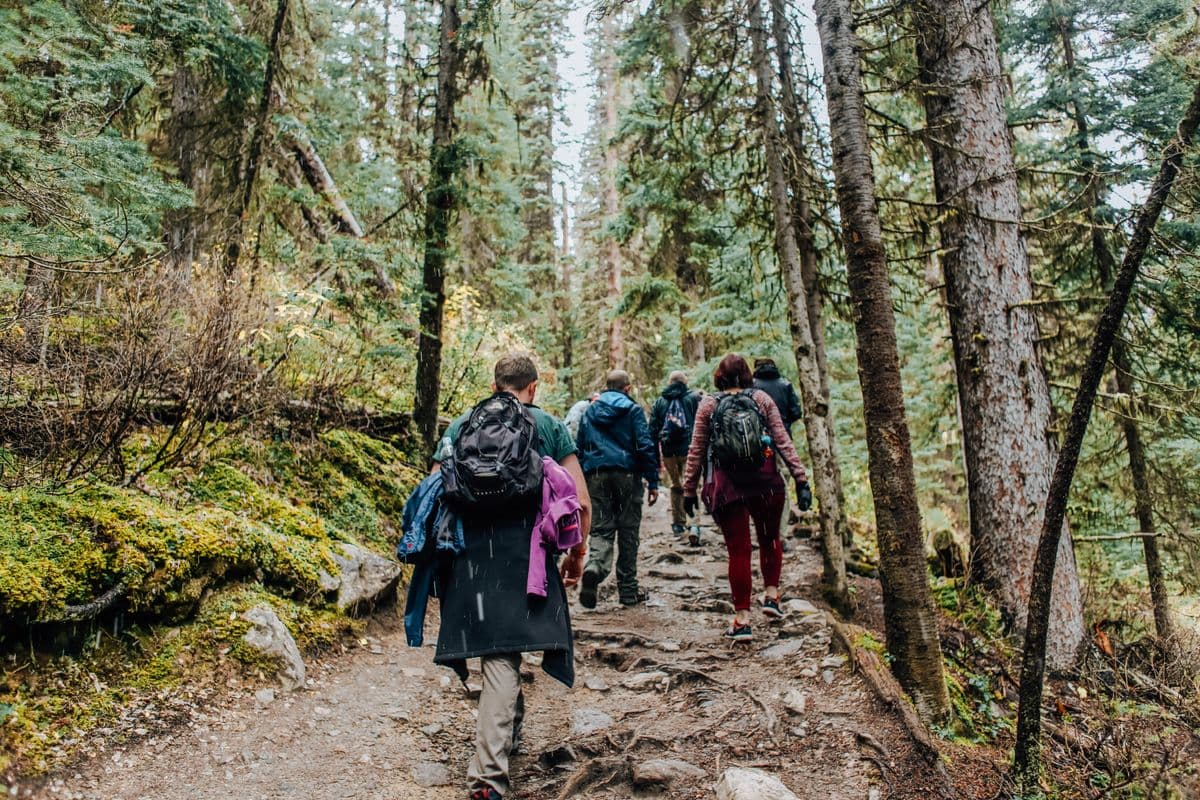 A group walking a forest path in daylight, seen from behind — illustrative demo image
